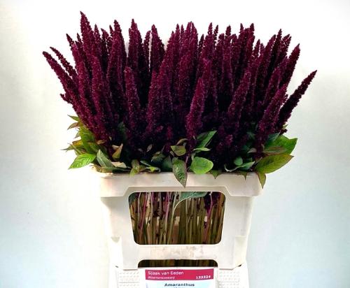 Amaranthus hypochondriacus 'Pygmy Torch'