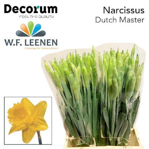 Narcissus Trompet Grp met blad 'Dutch Master'