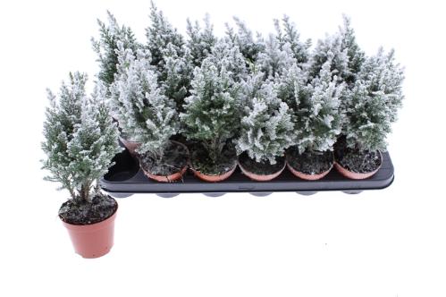 Chamaecyparis lawsoniana 'Ellwoodii'