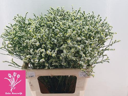 Limonium sinensis Mountain Diamond