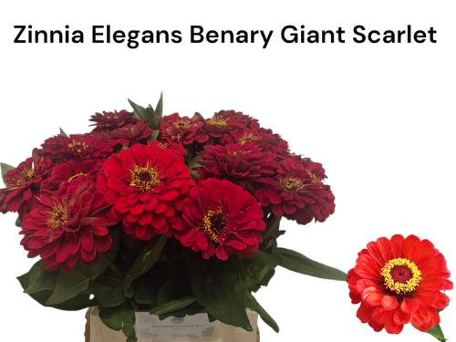 Zinnia elegans