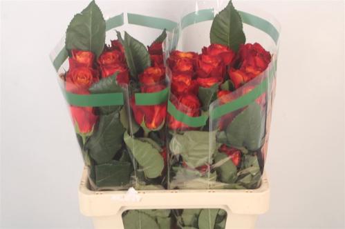 Rosa grootbloemig Atomic