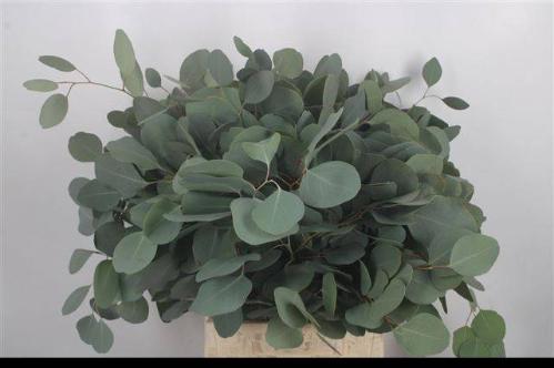 Eucalyptus per bos polyanthemos