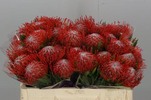 Leucospermum cordifolium 'Tango'