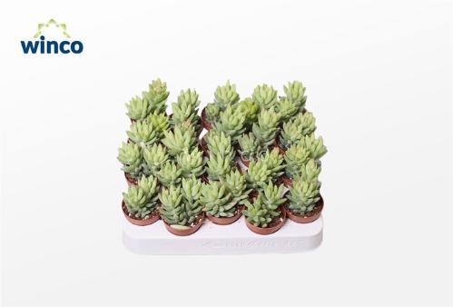Sedum overig