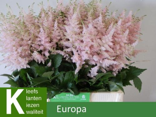 Astilbe Japonica Grp 'Europa'
