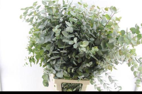 Eucalyptus cinerea