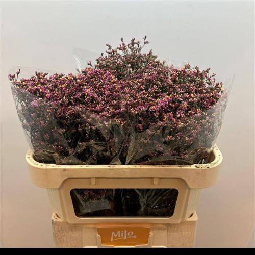 Limonium sinensis China Red