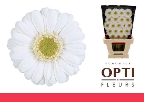 Gerbera mini Albino