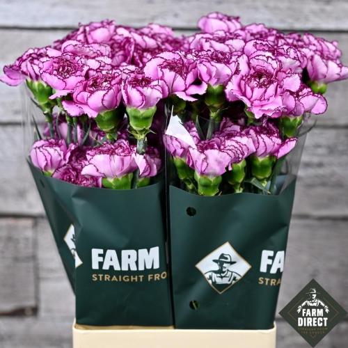 Dianthus standaard overig