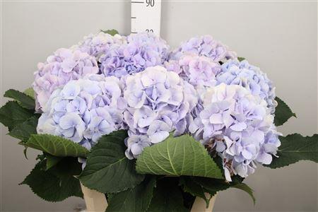 Hydrangea macrophylla 'Verena' (blauw)