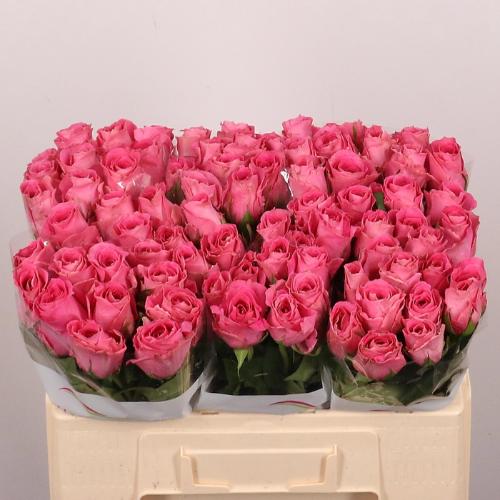 Rosa grootbloemig Watergame