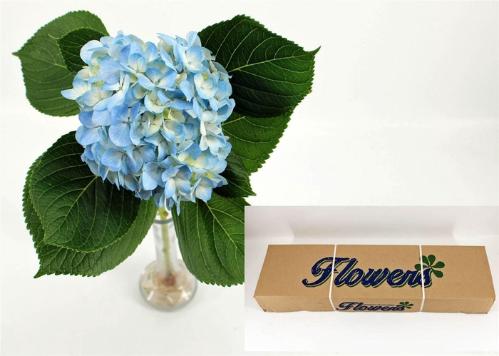 Hydrangea overig