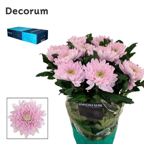 Chrysanthemum Indicum Grp geplozen kas Rossano