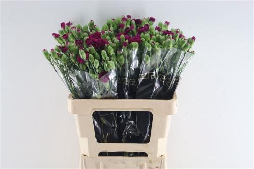 Dianthus tros Kingfisher Special