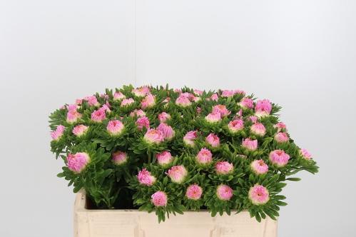 Callistephus chinensis 'Matador Salmon Pink'