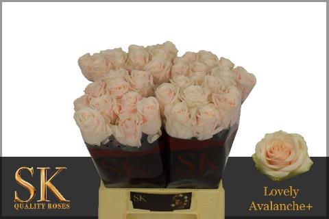 Rosa grootbloemig Lovely Avalanche+