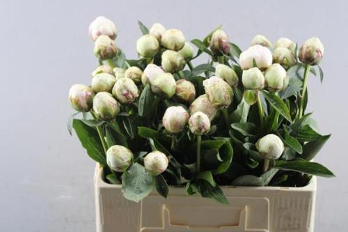 Paeonia Lactiflora Grp 'Bowl of Cream'