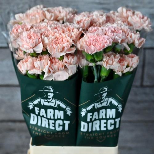 Dianthus standaard overig