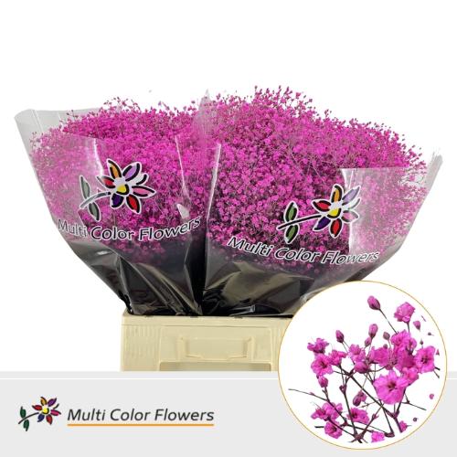 Gypsophila overig kleurbehandeld H%
