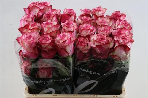 Rosa grootbloemig Barracuda