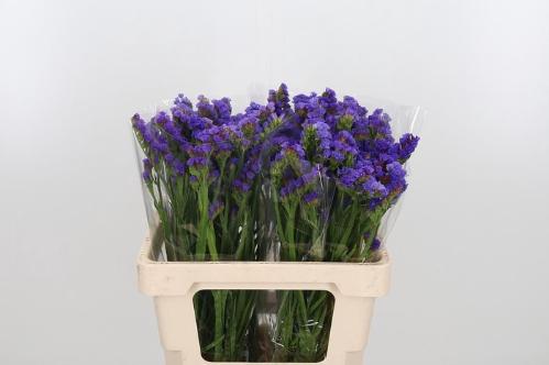 Limonium sinuatum overig