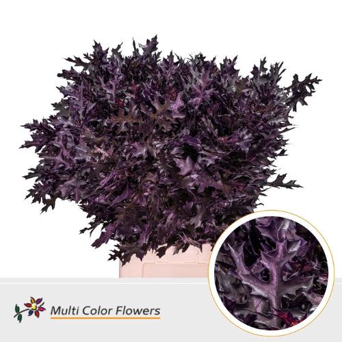 Quercus palustris kleurbehandeld H%