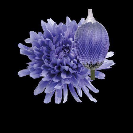 Chrysanthemum (Indicum Grp) geplozen Antonov kleurbehandeld H%