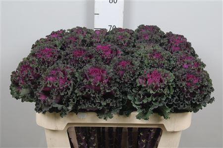 Brassica oleracea 'Crane Ruffle Red'