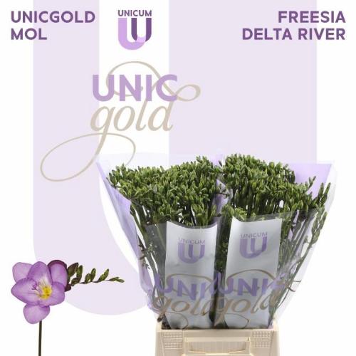 Freesia enkelbloemig 'Delta River'