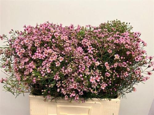 Chamelaucium uncinatum 'Jupiter Solar'