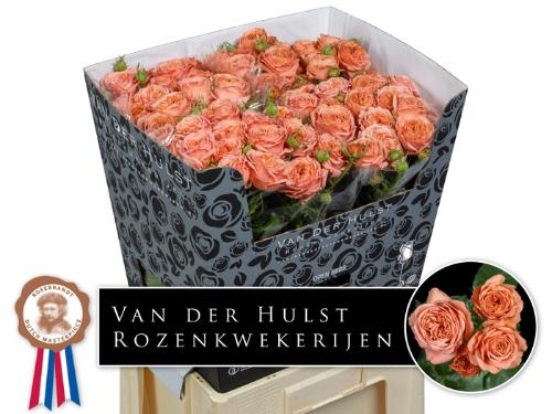 Rosa tros Bella Trendsetter
