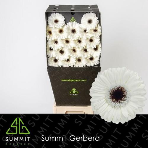 Gerbera mini Lido