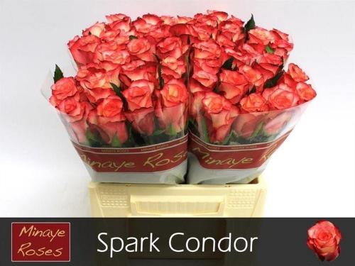 Rosa grootbloemig 'Spark Condor'