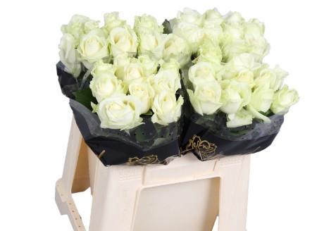 Rosa grootbloemig Avalanche+