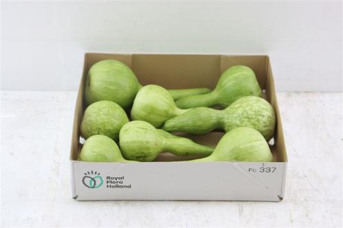 Cucurbita pepo