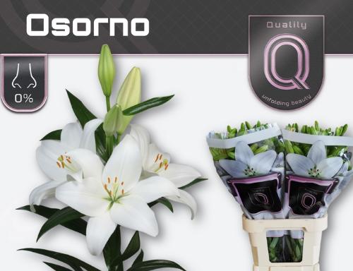 Lilium (LA-hybrids Grp) 'Osorno'