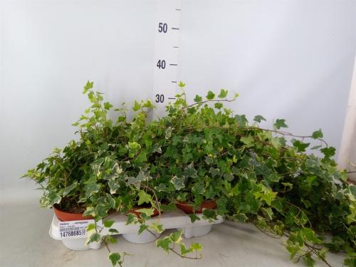 Hedera helix overig bont