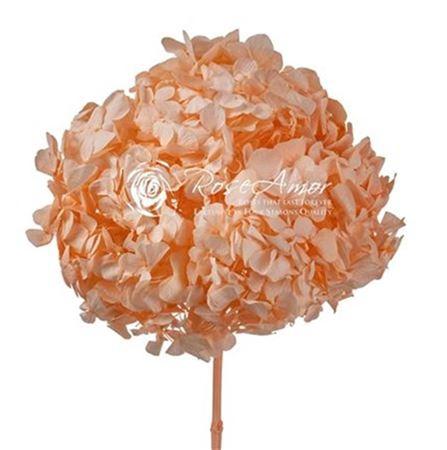 Rosa grootbloemig kleurbehandeld H%