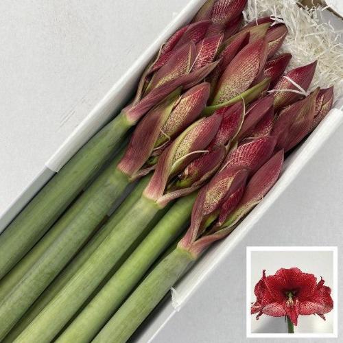 Hippeastrum Galaxy Grp 'Maestro'