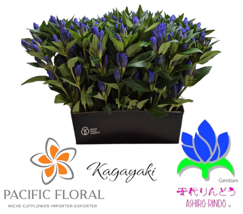 Gentiana 'Kagayaki'