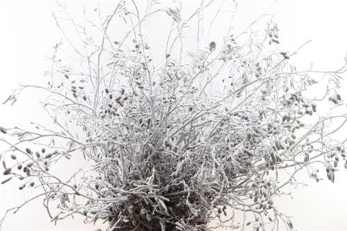 Snijbloemen overig kleurbehandeld H%