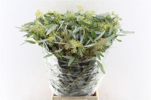 Eucalyptus per bos polyanthemos (fruit)