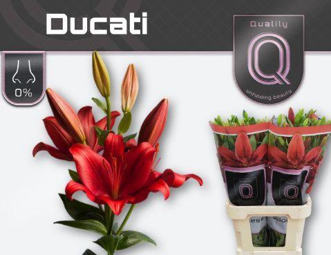 Lilium (Asiatic Grp) 'Ducati'