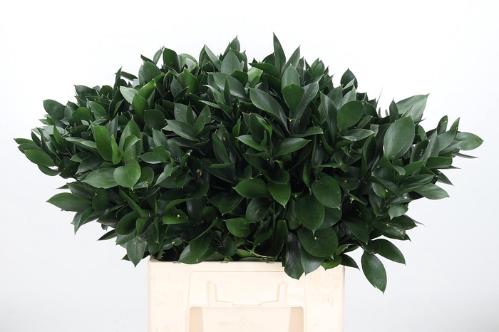 Ruscus hypophyllum (groot blad)