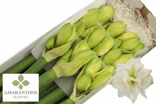 Hippeastrum (Double Galaxy Grp) 'White Symphony'