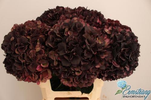 Hydrangea macrophylla Magical Dark Ruby (classic)