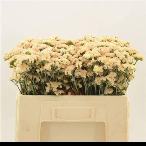 Limonium sinuatum 'Sinuet Honey Apricot'