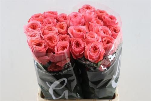 Rosa grootbloemig Candy X-Pression