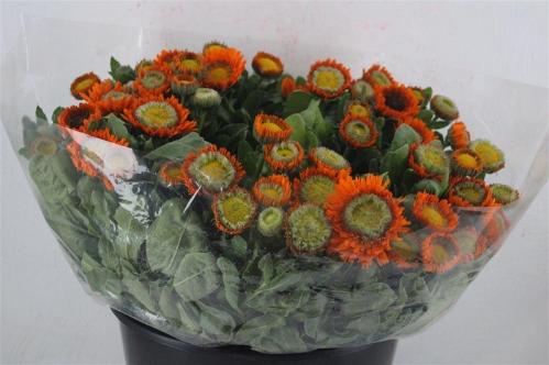calendula overig